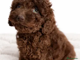 Perro de Agua Español perros Pdae chocolate - Anuncio 2