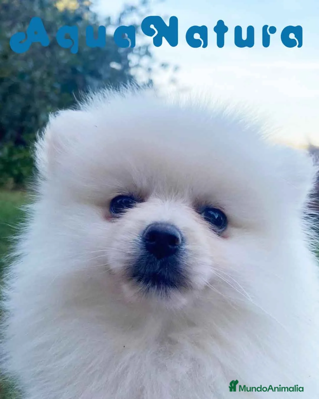 Pomerania perros en venta:  Pomerania Hembra 7520 - AQUANATURA en Barcelona - Anuncio 3