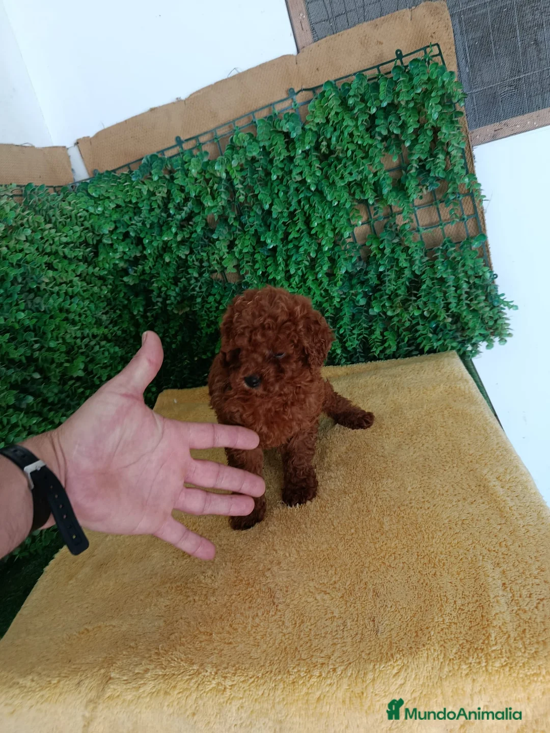 Caniche Toy perros en venta: PRECIOSOS CANICHE  ROJO LINEA TOY - Anuncio 1