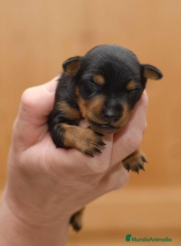 Pinscher Miniatura perros PINCHER MINIATURA //// DISPONIBLES   - Anuncio 2