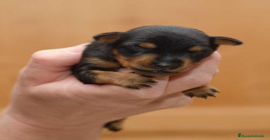 Pinscher Miniatura perros - Anuncio 16