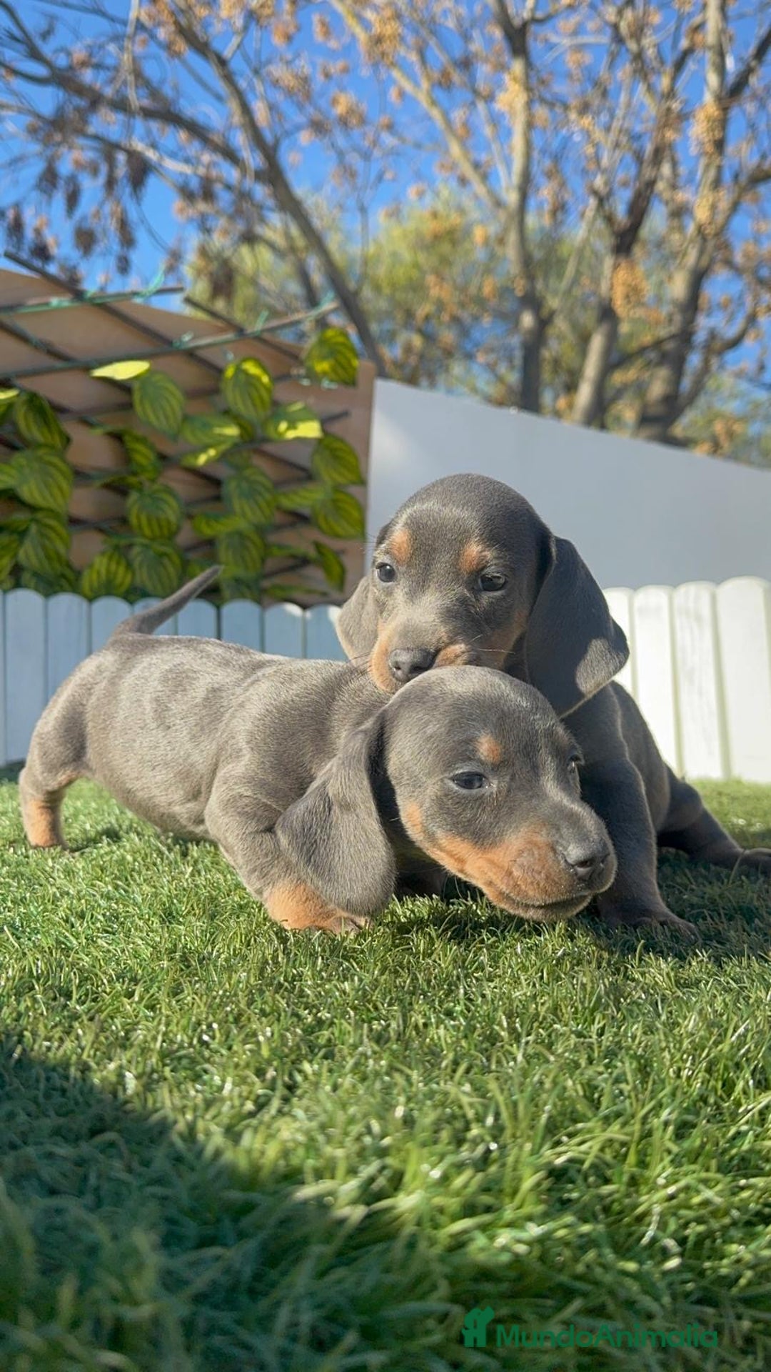 Teckel Miniatura perros en venta: TECKEL MINIATURA BLUE - Anuncio 2