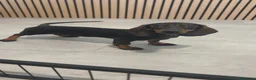 Teckel Miniatura perros en venta: Teckel Mini hembra disponible  - Anuncio 4