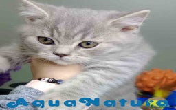 Británico de Pelo Corto gatos en venta: British Macho 7788 AQUANATURA - Anuncio 4