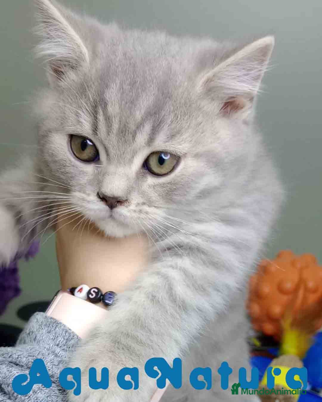 Británico de Pelo Corto gatos en venta: British Macho 7788 AQUANATURA - Anuncio 4