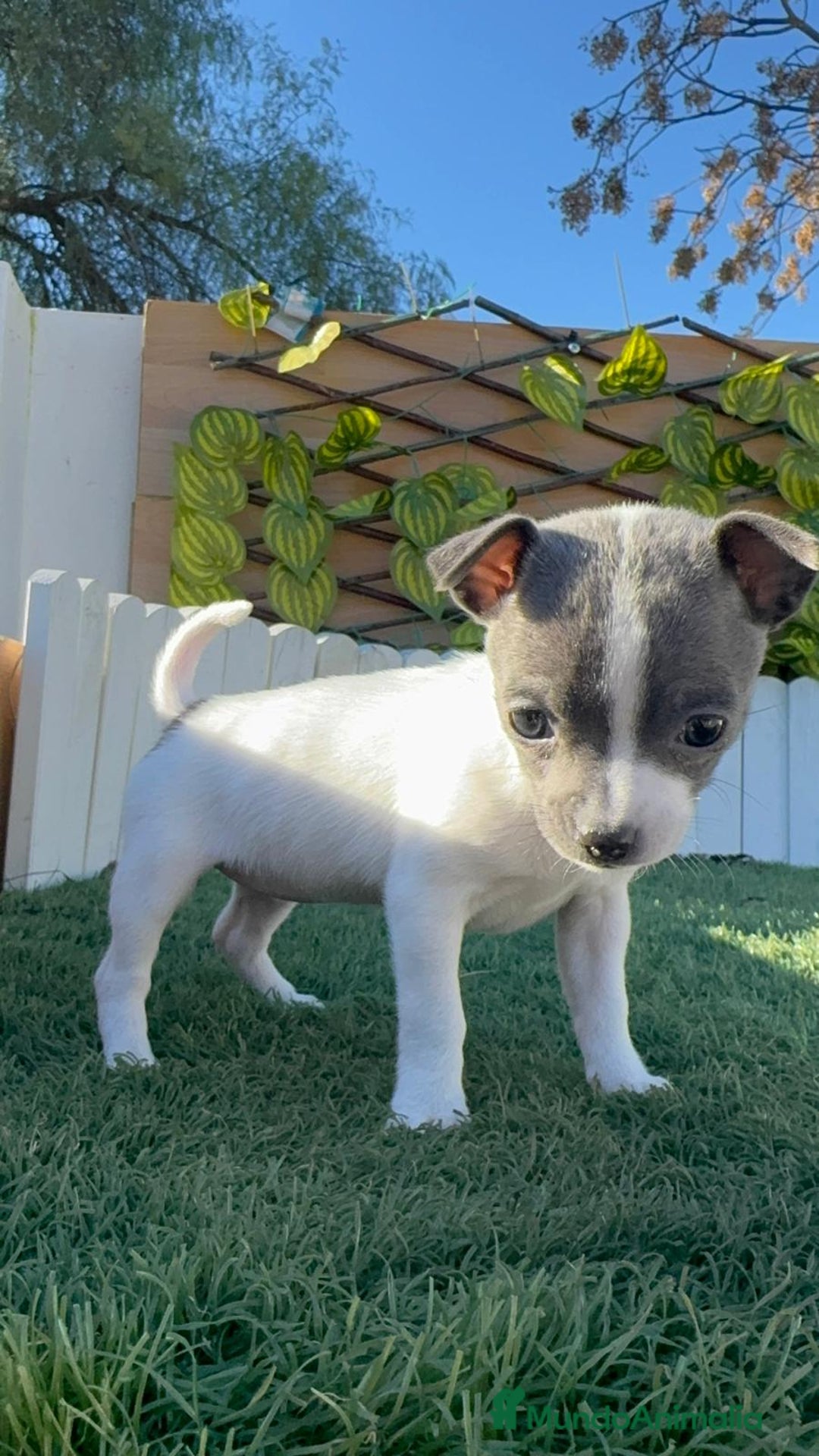 Chihuahua perros en venta: CHIHUAHUA HEMBRA - Anuncio 11