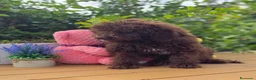 Perro de Agua Español perros en venta: Cachorros perro de agua chocolate  - Anuncio 1