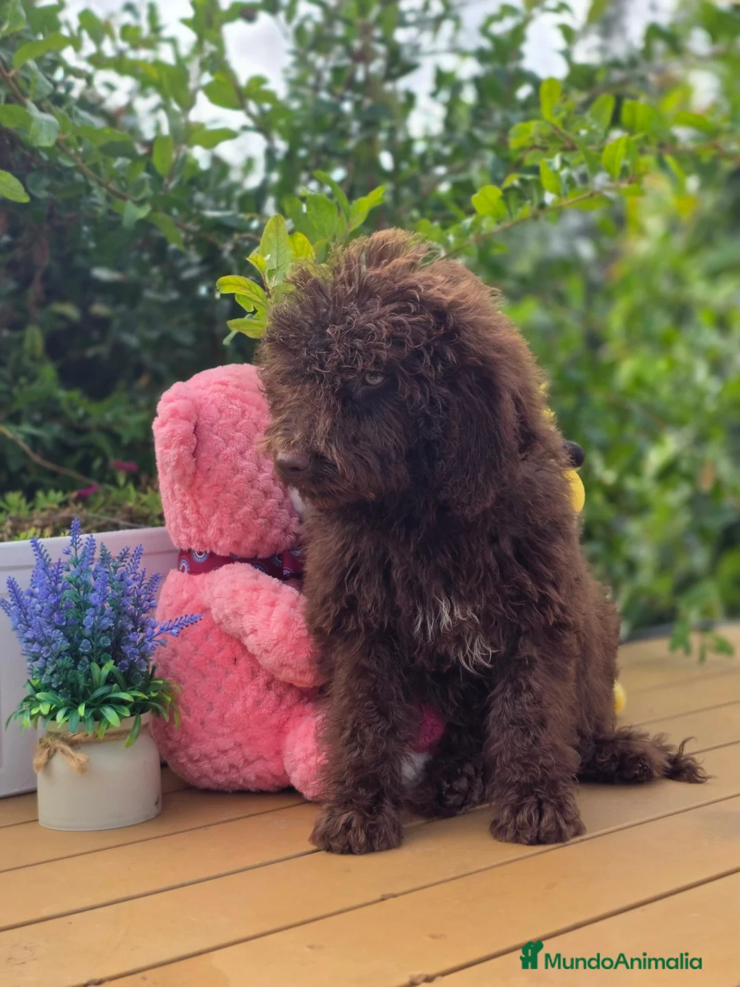 Perro de Agua Español perros en venta: Cachorros perro de agua chocolate  - Anuncio 1