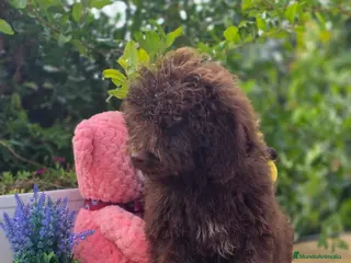 Perro de Agua Español perros Cachorros perro de agua chocolate - Anuncio 1