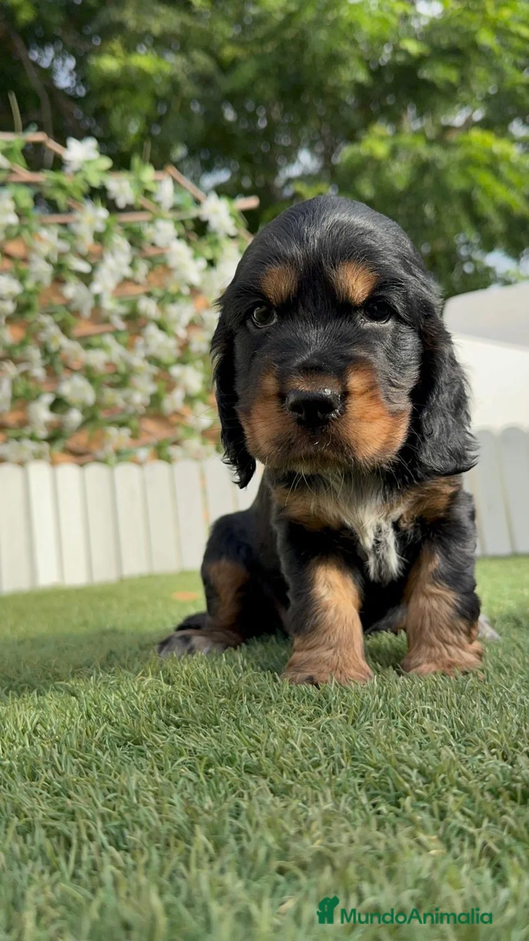 Cocker Spaniel Inglés perros en venta: COCKER SPANIEL INGLÉS 🎀 - Anuncio 11