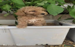 Caniche Toy perros en venta: Adorable cachorrito de Caniche Toy Rojo - Imagen 1