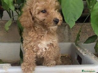 Caniche Toy perros - Anuncio 15