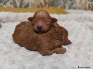 Caniche Toy perros Cachorritos caniche toy - Anuncio 5