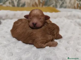 Caniche Toy perros Cachorritos caniche toy - Anuncio 36