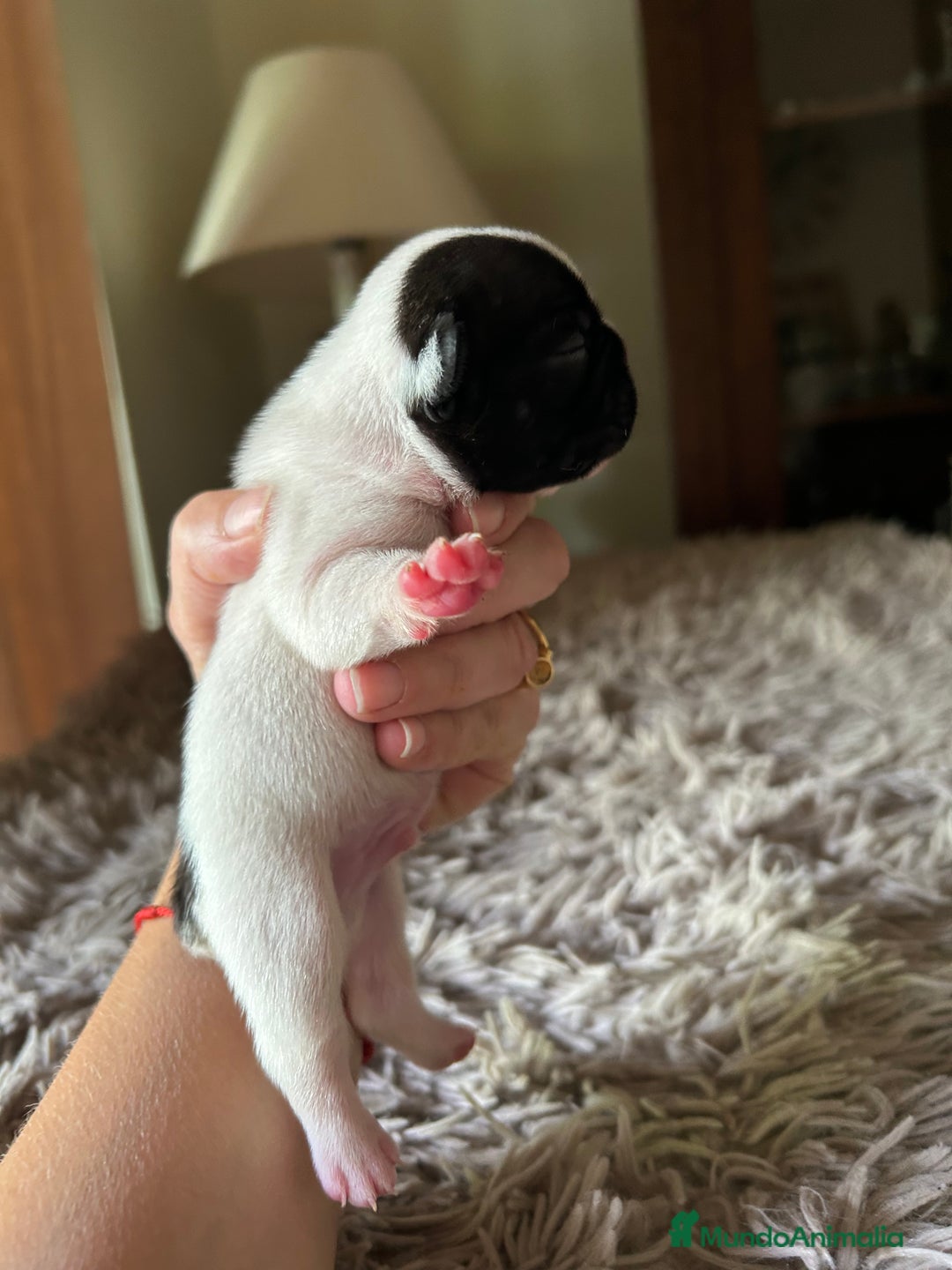 Bulldog Francés perros en venta: Bulldog francés  - Imagen 2