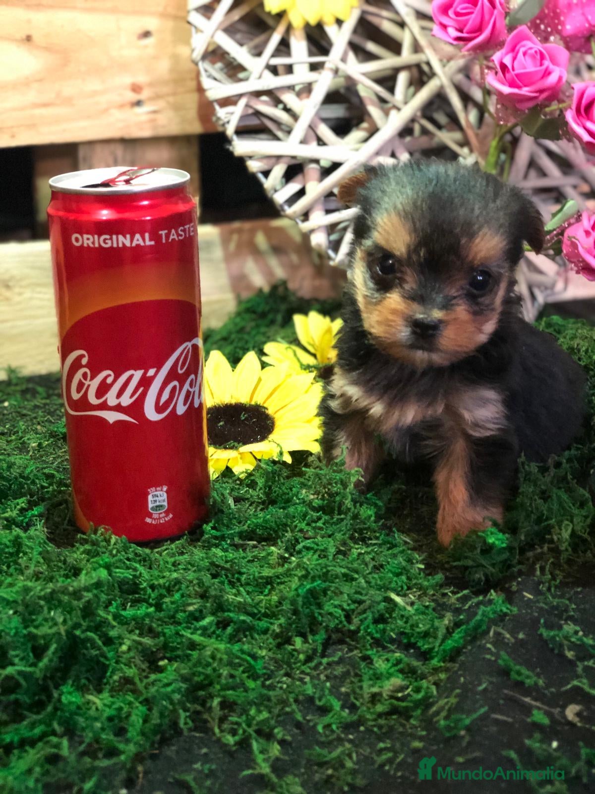 Yorkshire Terrier perros en venta: YORKSHIRE MINI TOY ( TODA ESPAÑA ) - Anuncio 4