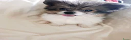 Pomerania perros en venta: Pomerania  - Anuncio 2