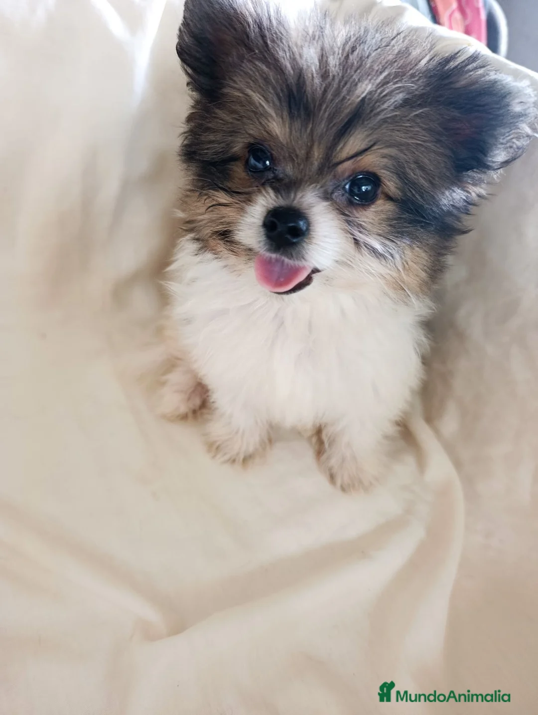 Pomerania perros en venta: Pomerania  - Anuncio 2