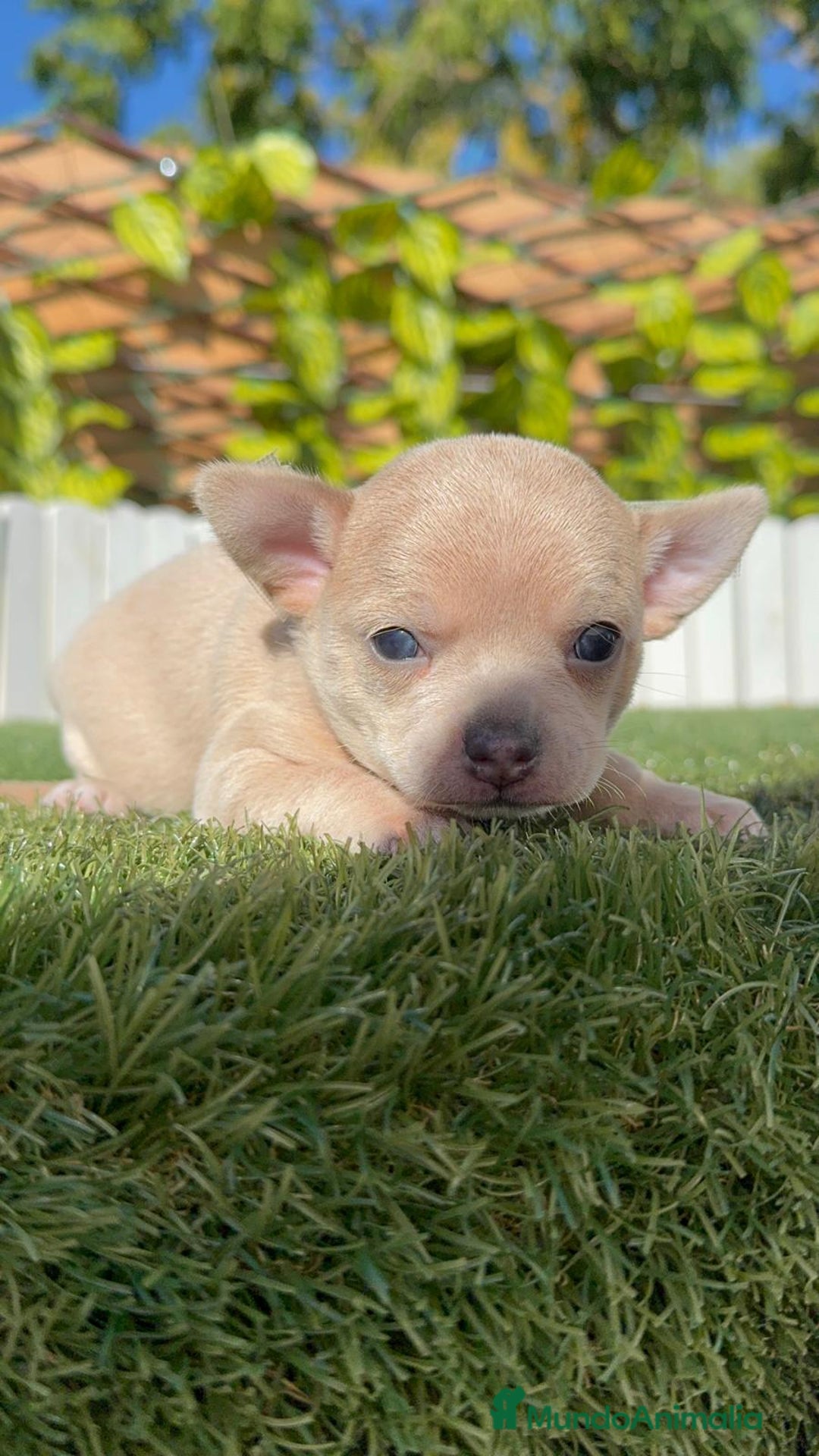 Chihuahua perros en venta: CHIHUAHUA HEMBRA - Anuncio 3