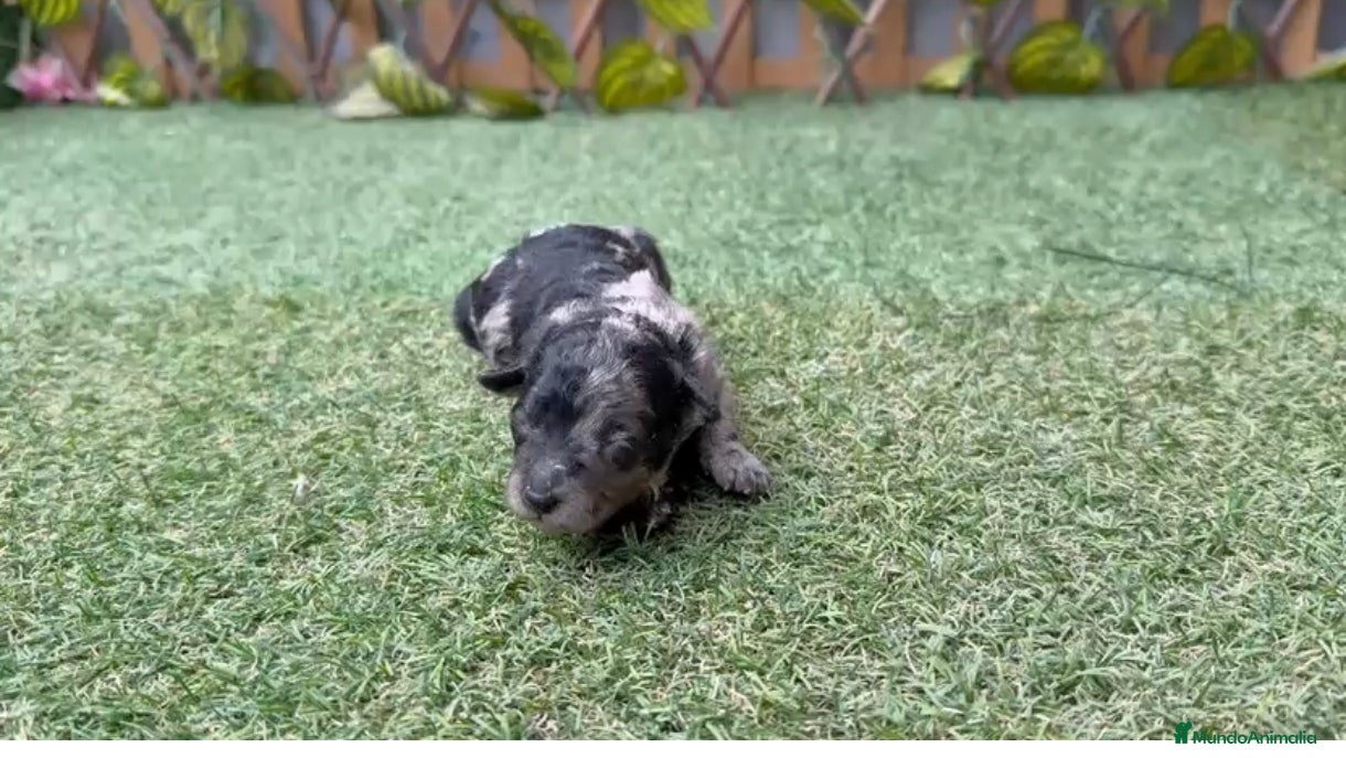 Caniche Toy perros Venta de caniche toy y minitóy. - Anuncio 1