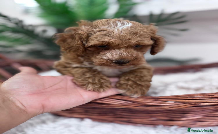 Caniche Toy perros - Anuncio 1