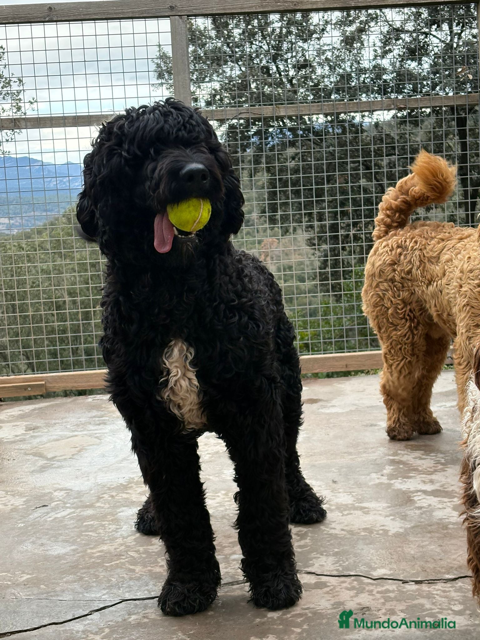 Labradoodle perros Preciosos cachorros - Anuncio 1