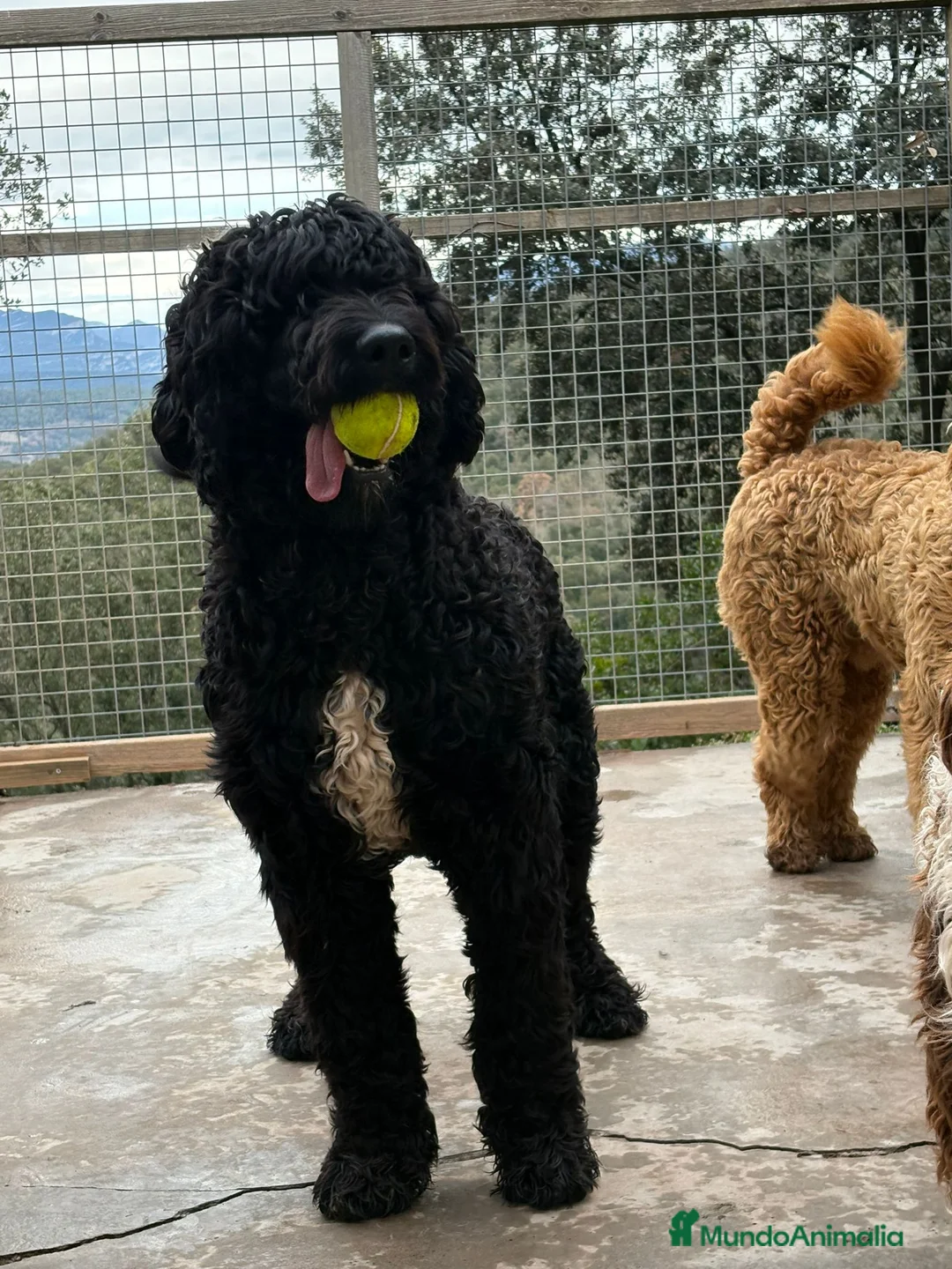 Labradoodle perros en venta: Preciosos cachorros - Anuncio 1