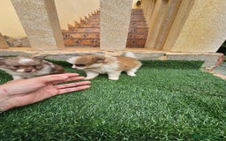 Pomerania perros en venta: Bonitos pomeranias  - Imagen 7