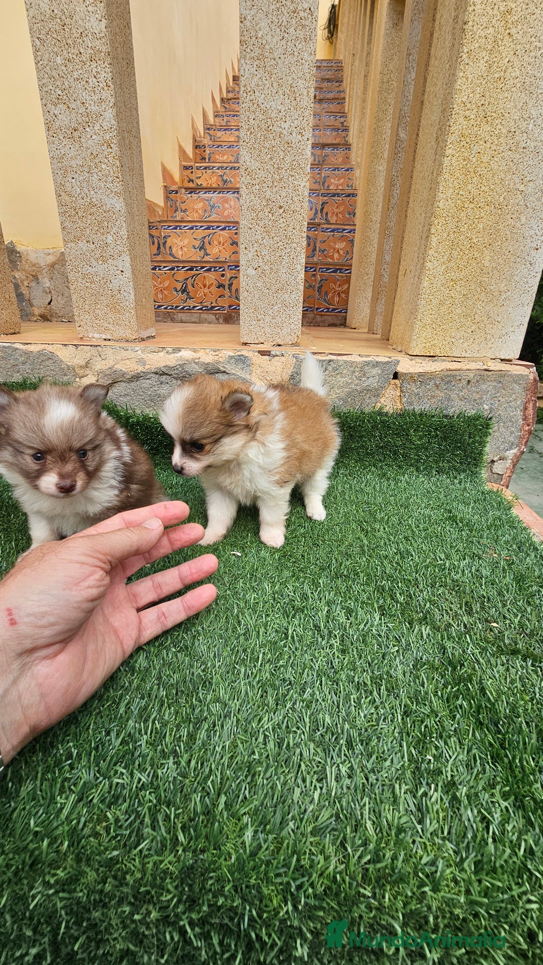 Pomerania perros en venta: Bonitos pomeranias  - Imagen 7