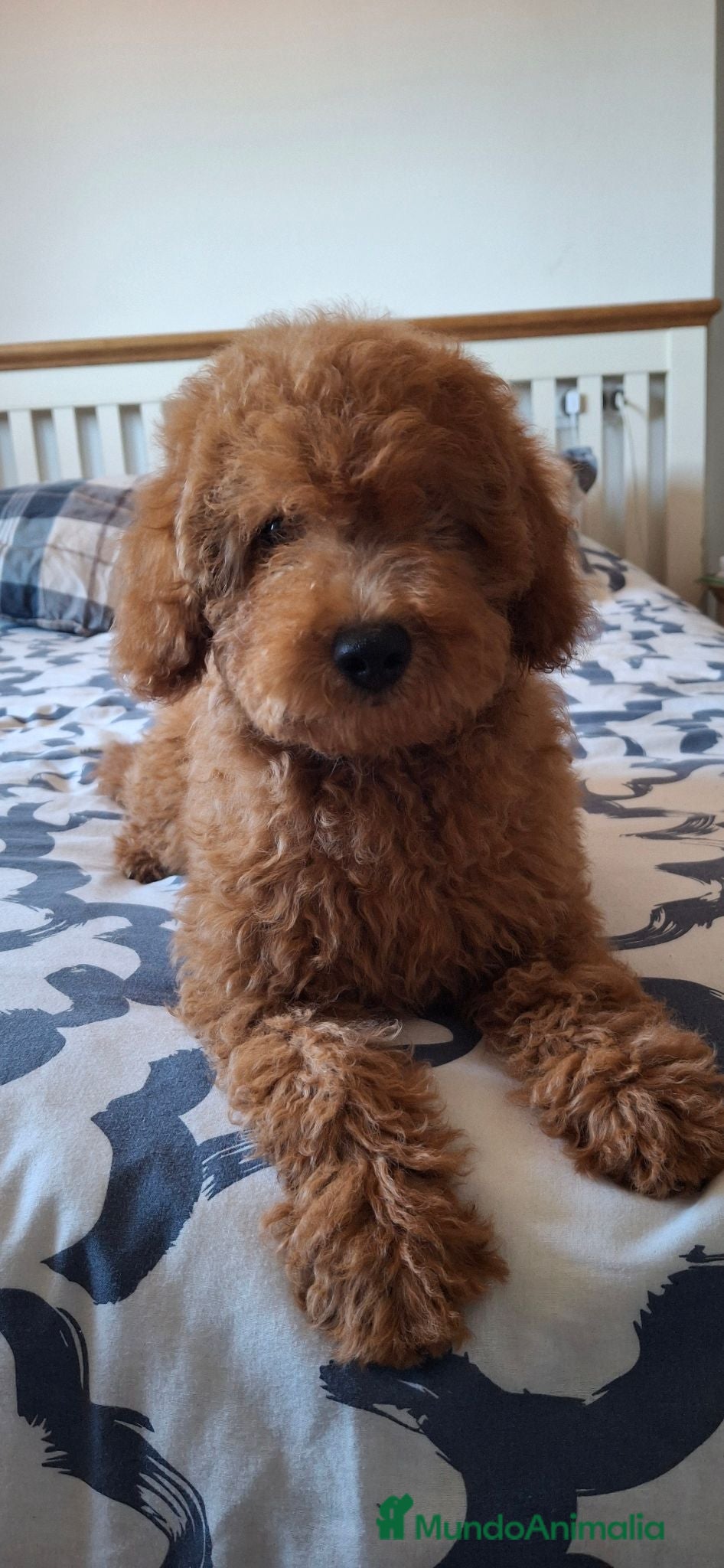 Caniche Toy perros Caniches toy y enanos - Anuncio 2