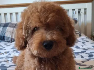 Caniche Toy perros Caniches toy y enanos - Anuncio 2