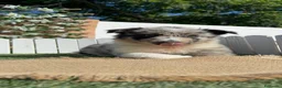 Border Collie perros en venta: BORDER COLLIE MACHO - Anuncio 5