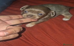 Chihuahua perros en venta: Chihuahua toy lilac pelo largo - Imagen 3