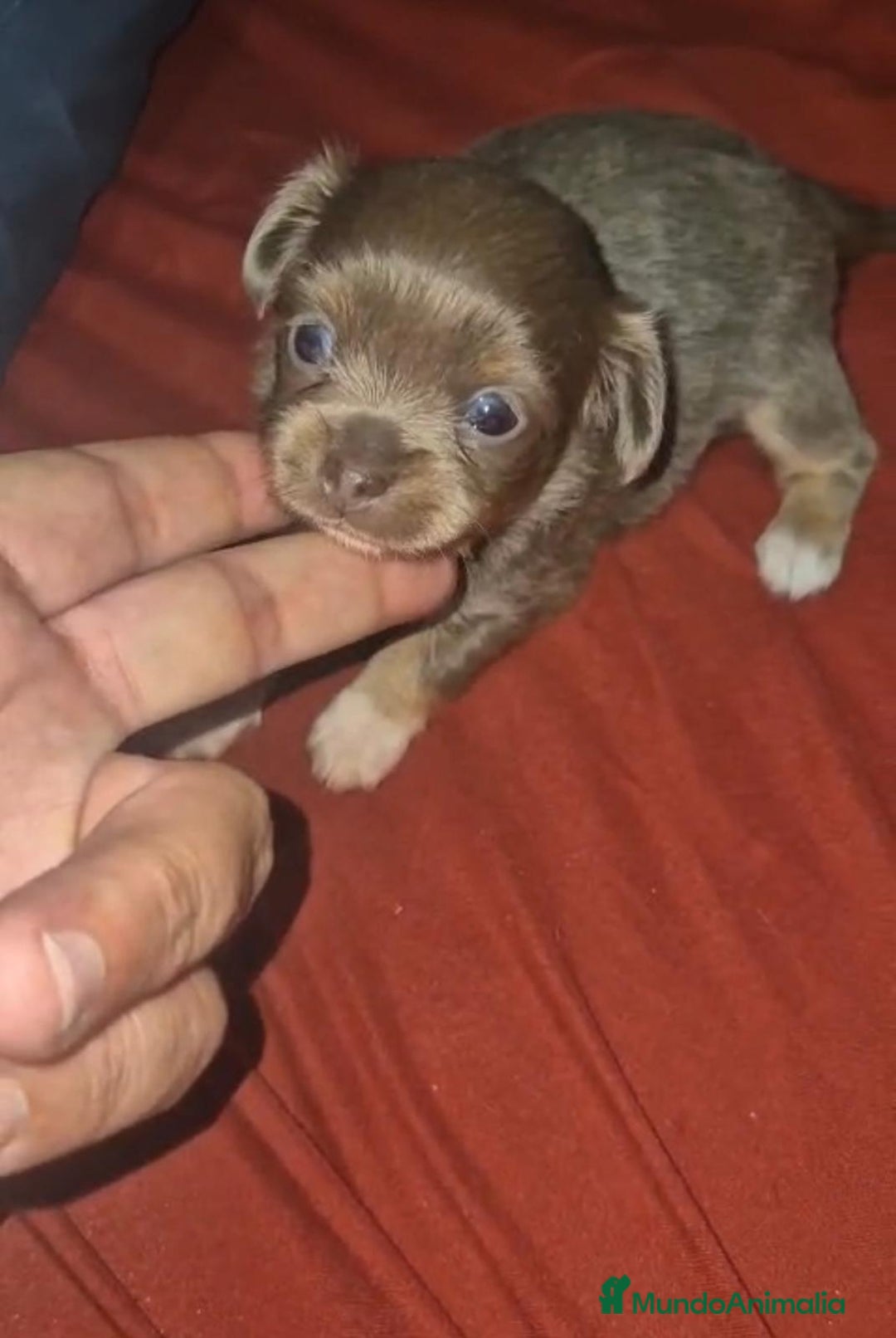 Chihuahua perros en venta: Chihuahua toy lilac pelo largo - Imagen 3