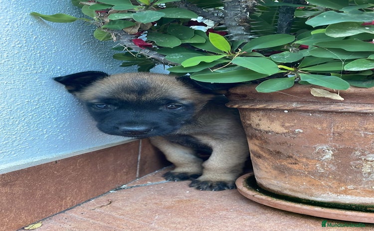 Pastor Belga Malinois perros - Anuncio 1