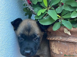 Pastor Belga Malinois perros - Anuncio 21