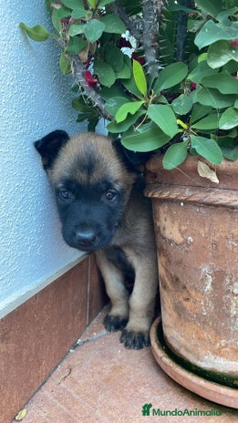 Pastor Belga Malinois perros - Anuncio 1