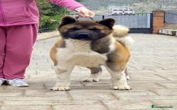 Akita Americano perros en venta: Akita Americano macho  - Imagen 1