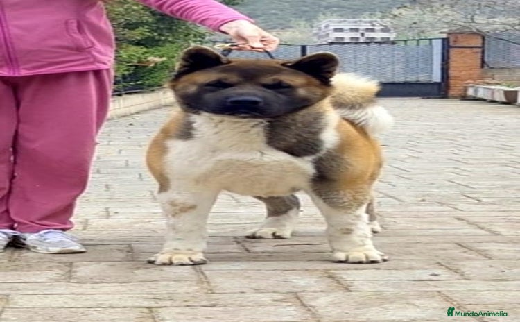 Akita Americano perros - Anuncio 1