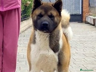 Akita Americano perros - Anuncio 2