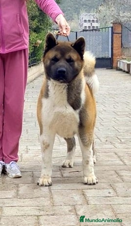 Akita Americano perros Akita Americano macho - Anuncio 2