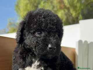 Perro de Agua Español perros - Anuncio 4