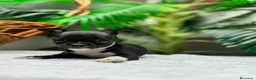 Chihuahua perros en venta: CHIHUAHUA HEMBRA - Anuncio 13