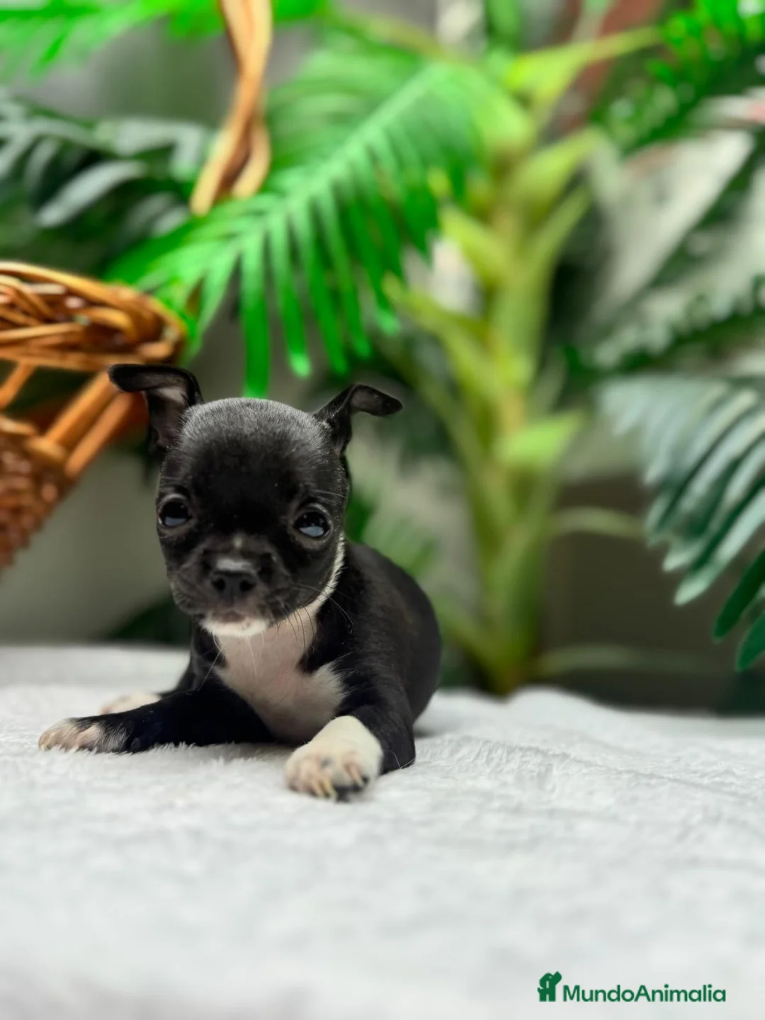 Chihuahua perros en venta: CHIHUAHUA HEMBRA - Anuncio 13