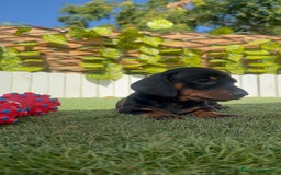 Teckel Miniatura perros en venta: TECKEL MINIATURA  - Imagen 15