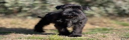 Schnauzer Mediano perros en venta: SCHNAUZER NEGRI SÓLIDO EXCELENTE LINEA en Barcelona - Anuncio 6