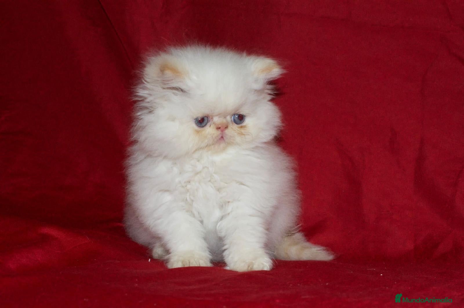 Persa gatos 💙 GATITOS PERSA HIMALAYOS 🤍 - Anuncio 1