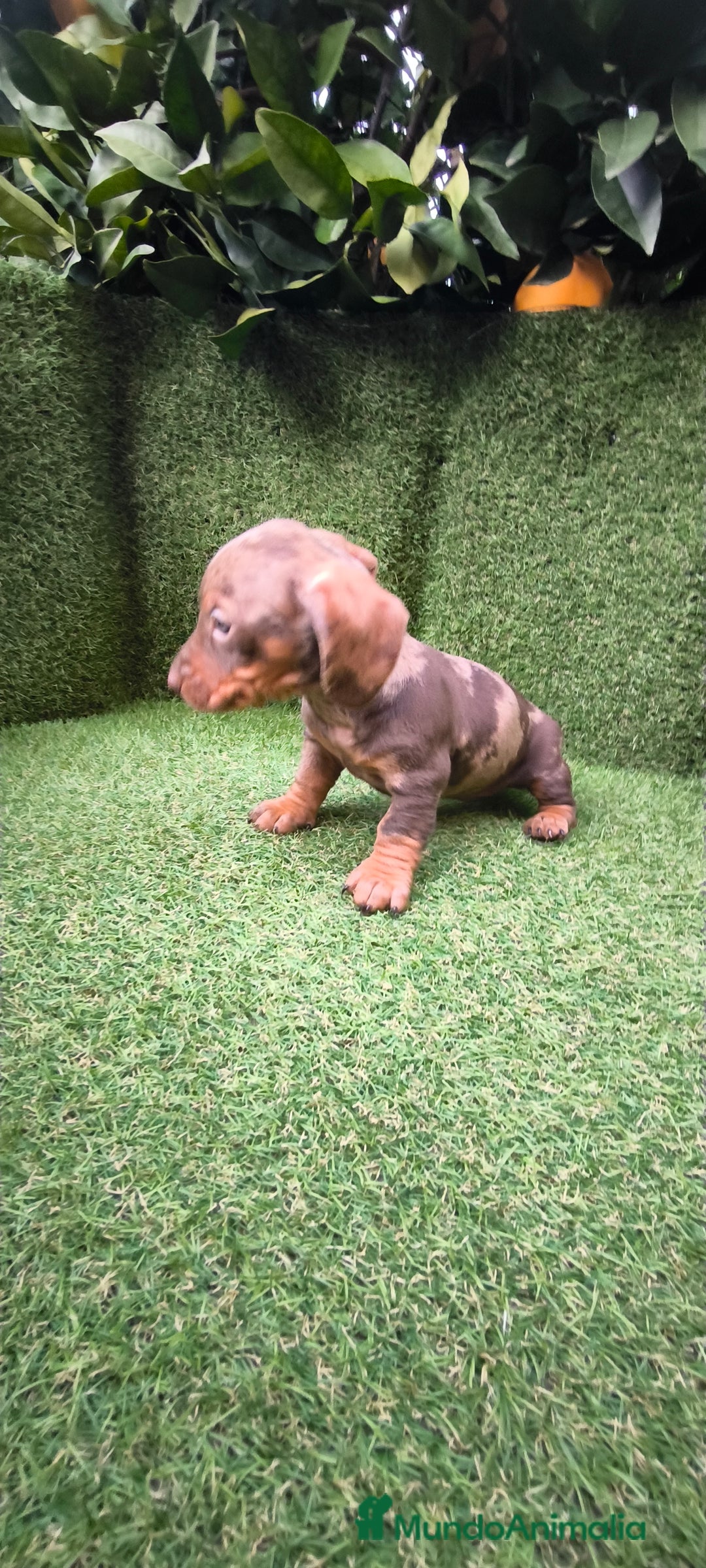 Teckel Miniatura perros en venta: camada teckel arlequín y todos los colores  - Anuncio 7