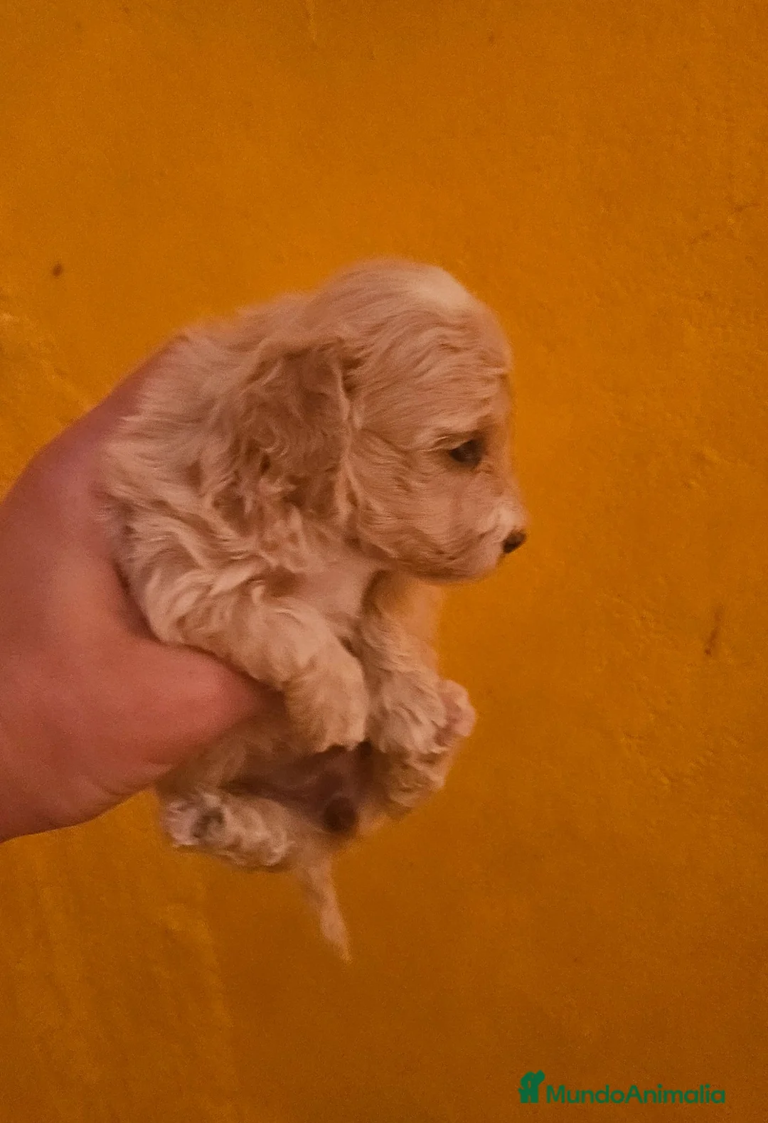 Maltipoo perros en venta: Cachorros maltipoo  - Anuncio 1