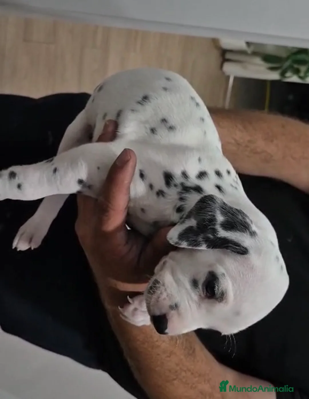 Dálmata perros en venta: Dálmatas disponibles🐶🐾 - Anuncio 9